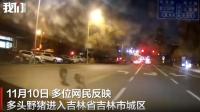 野猪闯入吉林市城区 警方击毙多头 生态变好致野猪增多