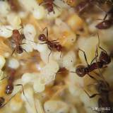 研究表明生病的蚂蚁会主动求死 蚁群防疫的智慧