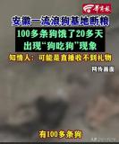 一流浪狗基地現(xiàn)狗吃狗現(xiàn)象 斷糧20多天引發(fā)悲劇