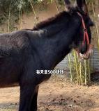 600年古村变身竖店影视基地村民发声，一头驴的日薪高达500元！