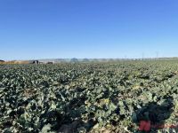 业内称速冻西蓝花或比新鲜更好 预制菜风波再起