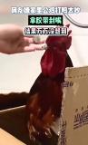 女子因公鸡打鸣太吵，竟用胶带封住公鸡的嘴，试图阻止其叫声