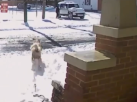 美国女子收留流浪狗被起诉丢工作