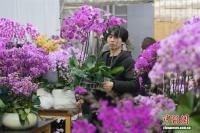 新春将至 长沙年宵花热销 市民热捧鲜花迎新年