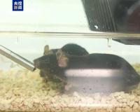 “航天小鼠”产下第三窝鼠宝宝 太空经历增强生育能力