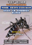 “花蚊子”進(jìn)入活躍期叮咬不分晝夜 專家提醒：居家清積水，外出穿淺色長袖長褲