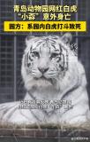 飼養(yǎng)員違規(guī)操作致白虎同區(qū)打斗致死 一山不容二虎悲劇上演