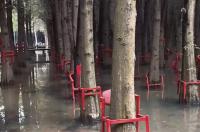 昆明一公園水杉上套紅椅子 園方回應 審美差異引爭議