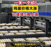 鸡蛋为什么开始“贵过肉” 供需错配推高价格