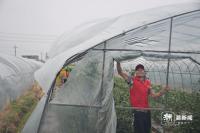台风外围影响温岭 志愿者抢收农作物 紧急行动保农设施