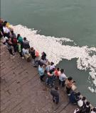 江面漂满白花花的馒头 投喂狂欢背后的生态隐忧