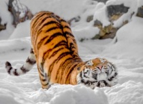 猫生虎威：这只老虎怎么“猫里猫气”的？