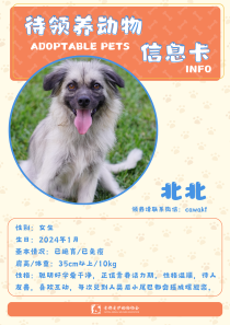 北北-狗-2024年1月