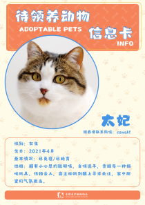 太妃-猫-2021年4月