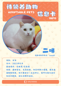 二咪-猫-2023年5月