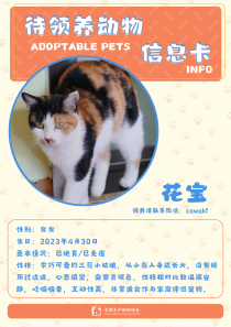 花宝-猫-2023年4月