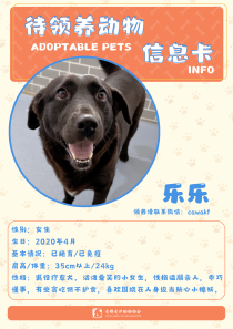 乐乐-狗-2020年4月