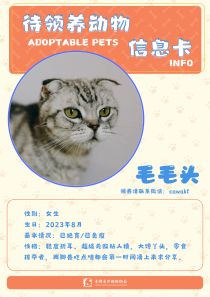 毛毛头-猫-2023年8月