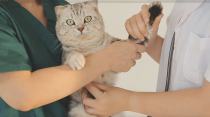 猫咪听诊