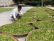 精准帮扶，让茶香飘得更远