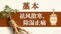 头顶部风寒湿痛的“专效药材”——藁本