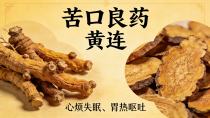 心烦失眠、胃热呕吐——黄连