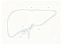 肝癌细胞的身份迷雾： 双表型、混合型、双元型