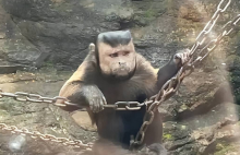 不是特效！浙江绍兴一动物园猴子长着国字脸络腮胡