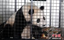大熊猫“荷风”“兰韵”前往奥地利 开启十年旅居生活