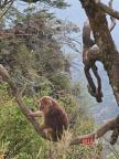 游客給猴喂食 一推一拉縱享絲滑 猴子挑食引發(fā)關(guān)注