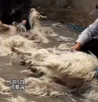羊群目睹主人薅羊毛集體呆住：“這羊毛,，遲早薅到我們頭上”