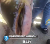 村民捕撈巨型野生鯰魚引眾人圍觀：第一次見,，感到很稀奇