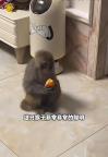 獼猴竄入27樓住戶家吃橘子 頑皮訪客終被捕獲