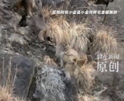 猴群下山搶糧丟石頭扮鬼臉還欺負(fù)狗 部分村民因猴群侵?jǐn)_放棄種植