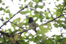 重慶鳥類添新紀錄種 首現(xiàn)國二保護鳥類——黑喉歌鴝