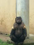 合肥野生動物園猴子“大壯”正治療 因獨特長相走紅網(wǎng)絡