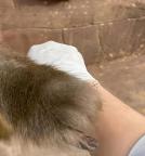 女子胳膊扎刺求助猴子 猴子“醫(yī)術(shù)”驚呆網(wǎng)友
