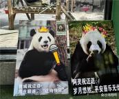 大熊貓邁邁8歲生日會(huì)落幕 粽情慶祝別開(kāi)生面