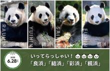 4只旅日大熊貓已平安抵達(dá)成都 中日?qǐng)F(tuán)隊(duì)護(hù)航歸途