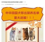 業(yè)內人士稱解禁中華田園犬是趨勢 多地土狗終獲身份