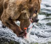 日本熊袭击数据 致死人数创历史新高