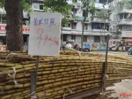 成都甘蔗集中上市 价格下降约30% 供应充足甜度高