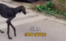 女子偶遇流浪狗瘦到皮包骨 决定收养