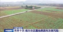 寒潮“拍了拍”南方 露地果蔬面临冻害风险