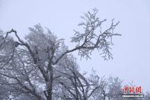 豫西落雪：白云山间银装素裹 晕染冬日冰雪画