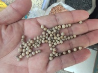 多家網(wǎng)購白胡椒屬爛殼磨制！暗訪白胡椒造假鏈，農(nóng)產(chǎn)品加工貓膩多