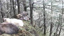 四川10余頭羚牛罕見同框 家族群體活動記錄