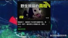 大熊貓珍珍一家的“熊斗”日常 萌態(tài)背后的生存智慧