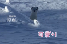 网友在阿勒泰偶遇雪地小精灵：从来没见过这么可爱的小玩意儿