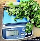 大妈以为芹菜按斤卖不停甩水 生活中的精打细算